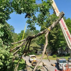 All American Tree and Stump Removal