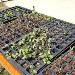 Tocoi Feed Mill - Herbs