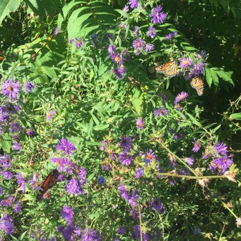 Bluffer’s Park - many monarch butterflies in the brush - Parks Near Me - Toronto, Ontario