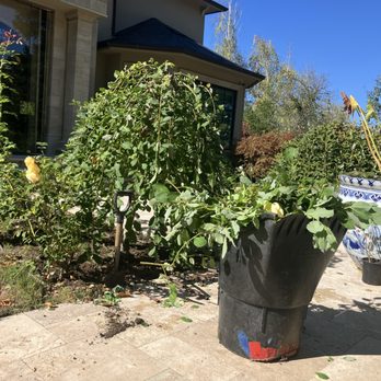 Rodriguez Home Services - preparing three to remove. - Landscaping Near Me Rodriguez Home Services - preparing three to remove. - Landscaping Near Me