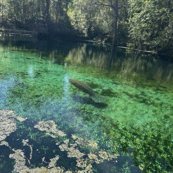 Nature Coast Trail - Manatees @ Fanning Springs (near Trailhead) - Hiking Near Me - Trenton, Florida Nature Coast Trail - Manatees @ Fanning Springs (near Trailhead) - Hiking Near Me - Trenton, Florida