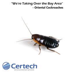 Certech Environmental Services - Have you seen me? Scurrying across the floor, in your garage, in boxes, and frolicking outside at night? We can help mitigate & eliminate.