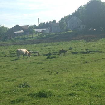Rota Spring Farm - Baby cows! - Ice Cream & Frozen Yogurt Near Me - Sterling, Massachusetts Rota Spring Farm - Baby cows! - Ice Cream & Frozen Yogurt Near Me - Sterling, Massachusetts