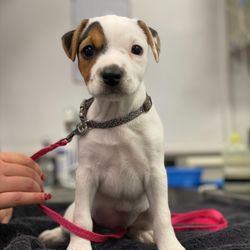 New London Veterinary Center