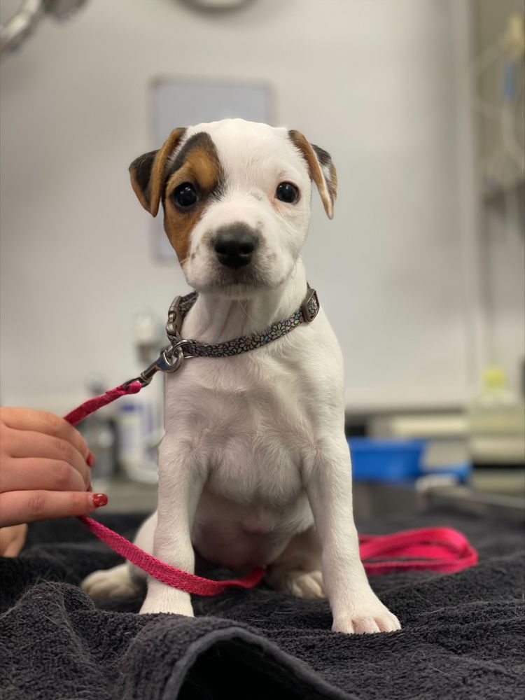 NEW LONDON VETERINARY CENTER Updated October 2024 36 Photos & 18