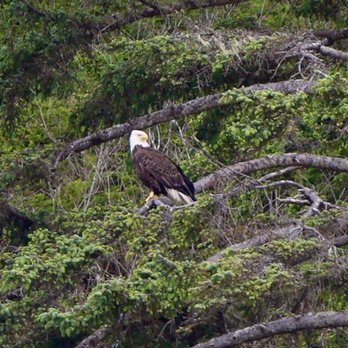 Neskowin Beach State Park - Bald Eagle on Proposal Rock! - Beaches Near Me Neskowin Beach State Park - Bald Eagle on Proposal Rock! - Beaches Near Me
