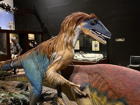 Museum of the Rockies by null