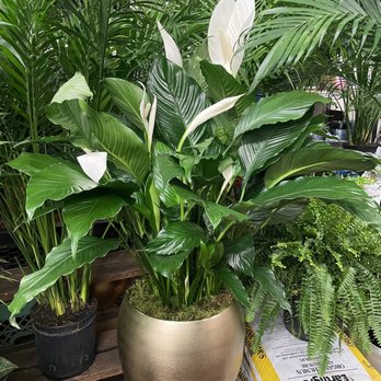 International Garden Inc - Florists Near Me - New York, New York International Garden Inc - Florists Near Me - New York, New York