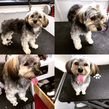 Paw My Heart Pet Spa - Mr. Benny ;) - Pet Groomers Near Me Paw My Heart Pet Spa - Mr. Benny ;) - Pet Groomers Near Me