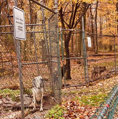 LAKOTA WOLF PRESERVE - 314 Photos & 108 Reviews - 89 Mt Pleasant Rd