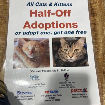 Orlando Cat Cafe - I wish I could adopt all of them. - Animal Shelters Near Me - Clermont, Florida Orlando Cat Cafe - I wish I could adopt all of them. - Animal Shelters Near Me - Clermont, Florida