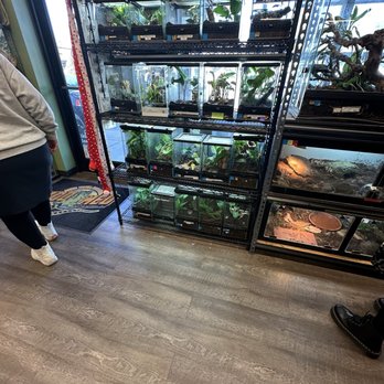 Cold Blooded & Bizarre - This side was more organized - Reptile Shops Near Me - Charlotte, North Carolina Cold Blooded & Bizarre - This side was more organized - Reptile Shops Near Me - Charlotte, North Carolina