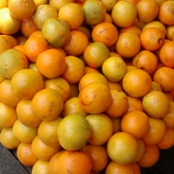 Tianguis de Paseos - Llévele llévele!