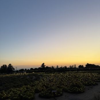 123 Farm - Lavender Nights at sunset - Farmers Market Near Me - Cherry Valley, California