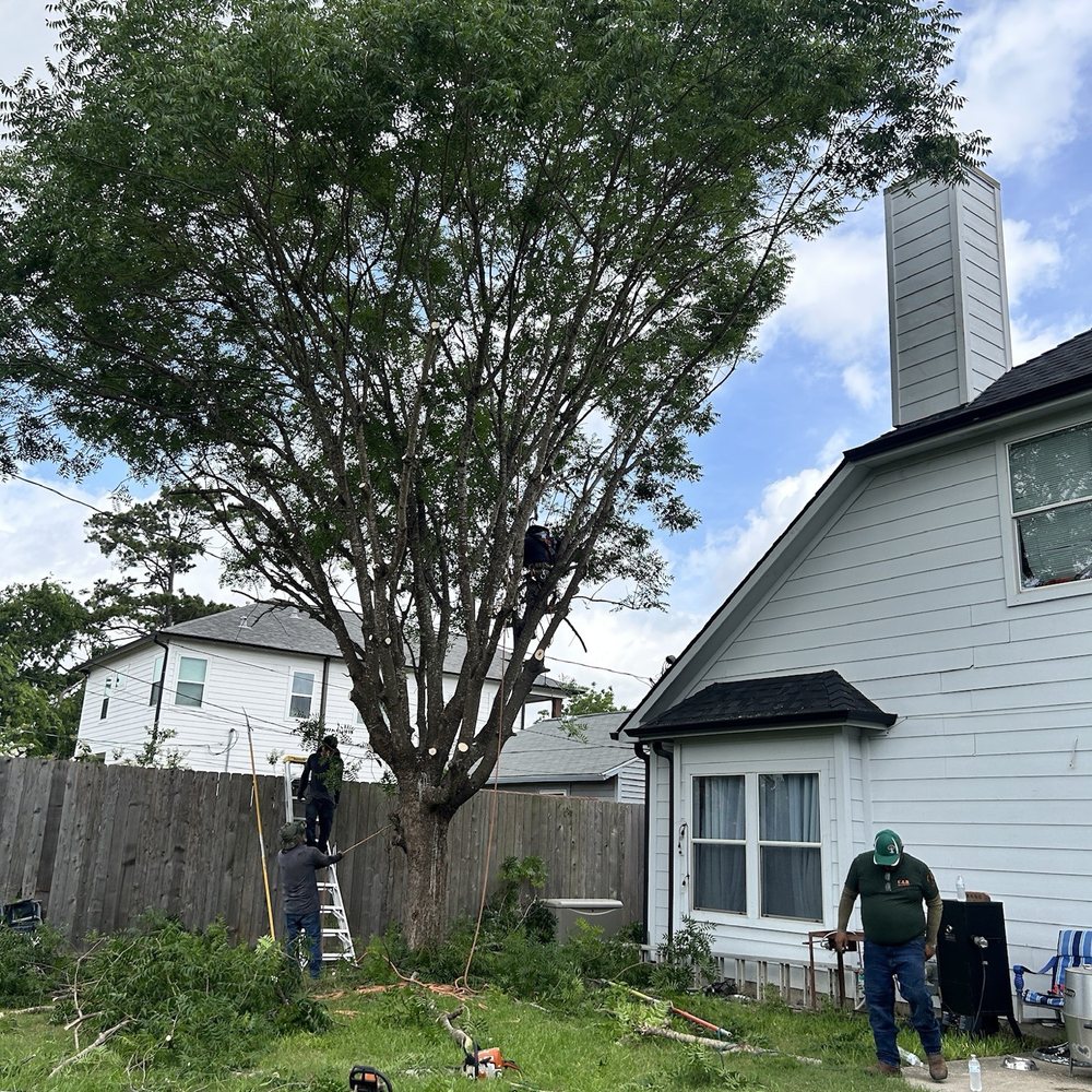 C.I.R Tree Service - Trimming back off of the house - Tree Services Near Me - Houston, Texas
