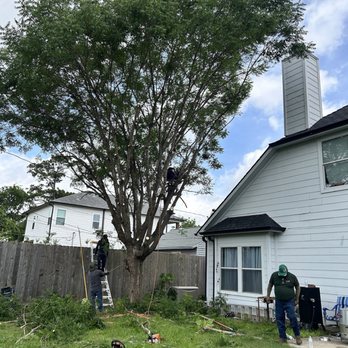 C.I.R Tree Service - Trimming back off of the house - Tree Services Near Me - Houston, Texas C.I.R Tree Service - Trimming back off of the house - Tree Services Near Me - Houston, Texas