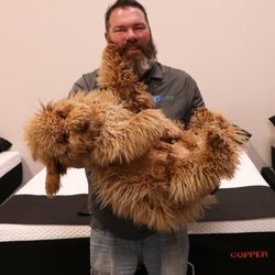 BoxDrop Mattress Black Diamond - Teddy and Gary!