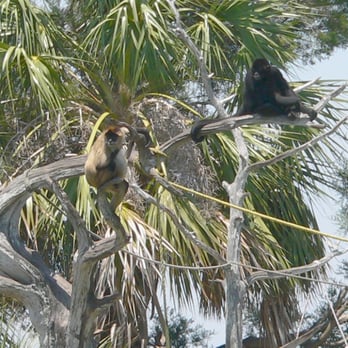 Monkey Island Riverside Resort - Hotels Near Me - Homosassa, Florida
