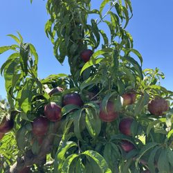 McKinney Farms - White nectarines