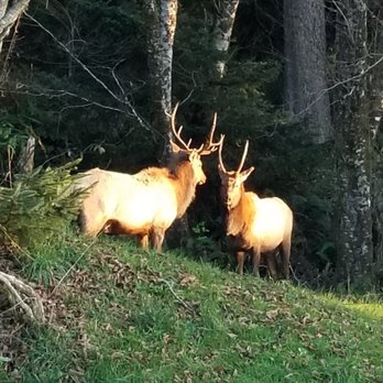Ecola State Park - Two males, stand off - Parks Near Me - Cannon Beach, Oregon Ecola State Park - Two males, stand off - Parks Near Me - Cannon Beach, Oregon