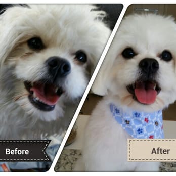 Spoiled Paws Grooming - Little Oliver needed a good wash and cut! - Pet Groomers Near Me - Long Beach, California Spoiled Paws Grooming - Little Oliver needed a good wash and cut! - Pet Groomers Near Me - Long Beach, California