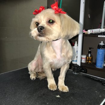Wooftique - Pet Groomers Near Me - Irvington, New Jersey Wooftique - Pet Groomers Near Me - Irvington, New Jersey
