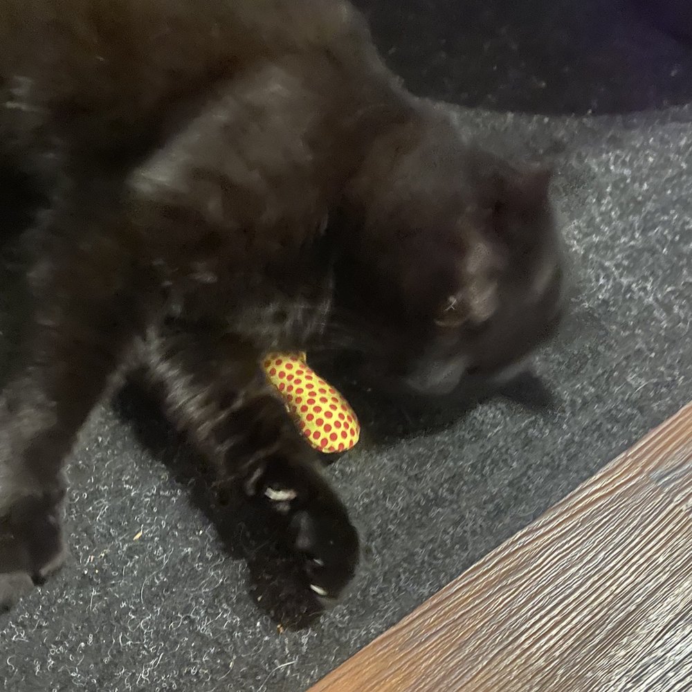 Pet-Tique - My cat enjoyed the had made catnip toy - Pet Stores Near Me - Cleveland, Ohio Pet-Tique - My cat enjoyed the had made catnip toy - Pet Stores Near Me - Cleveland, Ohio