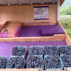 Inspire Moore Winery - Grapes!