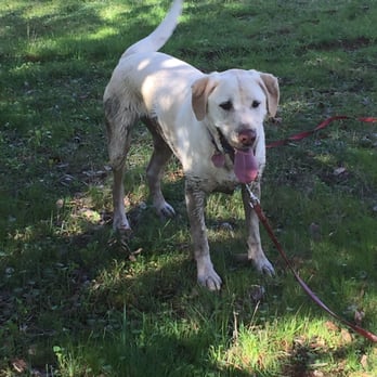 5 Paws UP - Mud bath - Dog Walkers Near Me 5 Paws UP - Mud bath - Dog Walkers Near Me