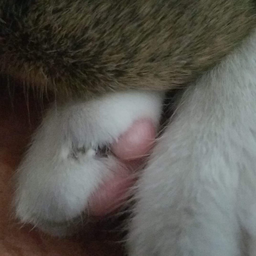 EaDo Veterinary Clinic - My cat's toes cut in between it. It bleed and is hurt now. He bled after. The vet conveniently left that part out. - Veterinarians Near Me - Houston, Texas EaDo Veterinary Clinic - My cat's toes cut in between it. It bleed and is hurt now. He bled after. The vet conveniently left that part out. - Veterinarians Near Me - Houston, Texas