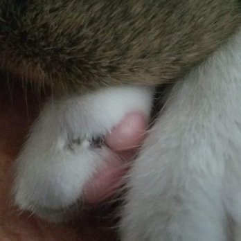 EaDo Veterinary Clinic - My cat's toes cut in between it. It bleed and is hurt now. He bled after. The vet conveniently left that part out. - Veterinarians Near Me - Houston, Texas EaDo Veterinary Clinic - My cat's toes cut in between it. It bleed and is hurt now. He bled after. The vet conveniently left that part out. - Veterinarians Near Me - Houston, Texas