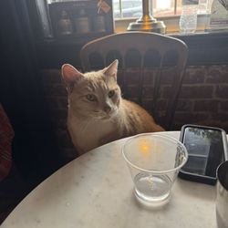 Juniper's Gin Library - Cat