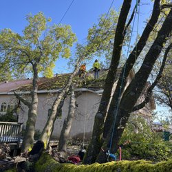 Sierra View Tree Service - Storm work in placerville ,ca.