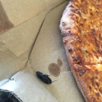 Domino's Pizza - Dead roaches are included! On the house. - Pizza Near Me - Potomac, Maryland Domino's Pizza - Dead roaches are included! On the house. - Pizza Near Me - Potomac, Maryland