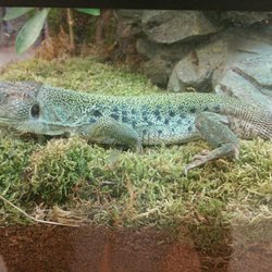 Big Al's - Their biggest reptile in the store.