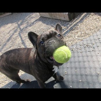 Free Dog - More fun! - Pet Sitting Near Me - Plaistow, New Hampshire