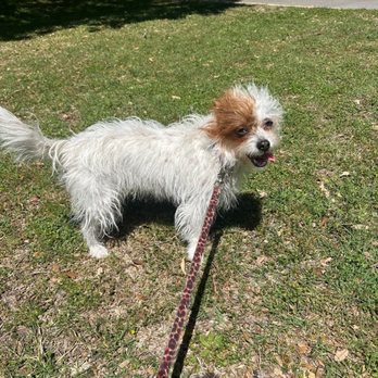 Walk! ATX Pet Care - Happy as can be on her walk! - Dog Walkers Near Me - Austin, Texas Walk! ATX Pet Care - Happy as can be on her walk! - Dog Walkers Near Me - Austin, Texas