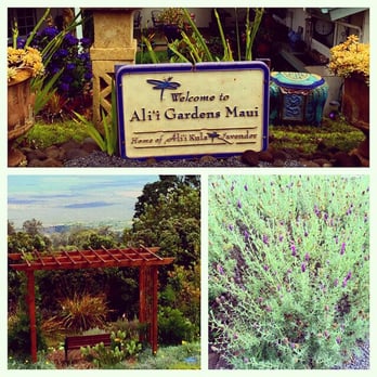 Ali'i Kula Lavender - Tours Near Me - Kula, Hawaii