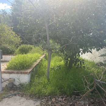 J Rodriguez Tree Care Maintenance - Overgrown yard - Tree Services Near Me J Rodriguez Tree Care Maintenance - Overgrown yard - Tree Services Near Me