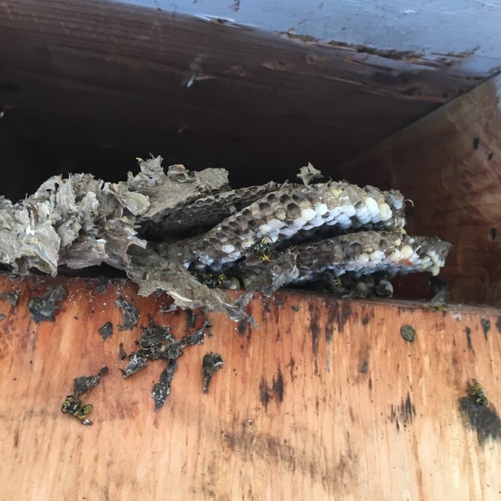 Yellow jacket nest