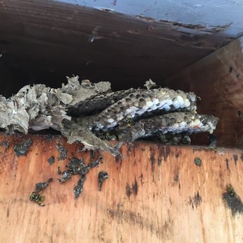 Bay Area Beebusters - Yellow jacket nest - Pest Control Near Me