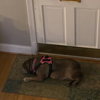 Wags Whiskers and Walks - Josie waiting for her favorite time of day, walking with Miss Karen! - Dog Walkers Near Me