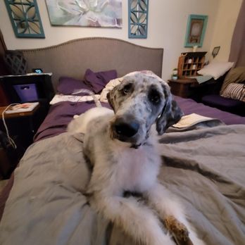 A Muttley Crew Pet Grooming - Uneven shave/ trim of face - Pet Groomers Near Me - Redding, California A Muttley Crew Pet Grooming - Uneven shave/ trim of face - Pet Groomers Near Me - Redding, California