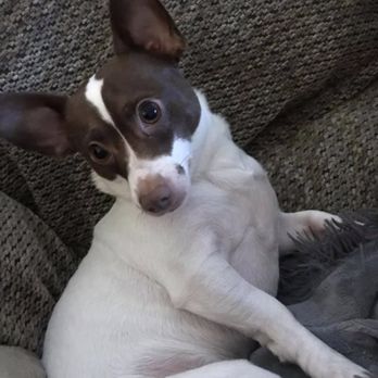 The Doggy Detailer - I'm fresh and clean thanks to the Doggie Detailer! - Pet Groomers Near Me - La Mesa, California The Doggy Detailer - I'm fresh and clean thanks to the Doggie Detailer! - Pet Groomers Near Me - La Mesa, California