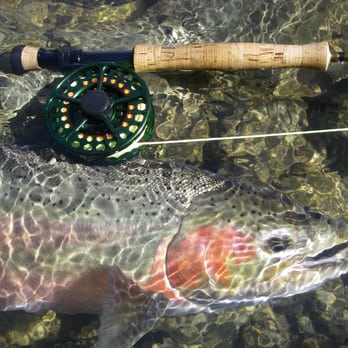 Ted Fay Fly Shop - A beauty that was released and out there waiting for you. - Fishing Near Me - Dunsmuir, California Ted Fay Fly Shop - A beauty that was released and out there waiting for you. - Fishing Near Me - Dunsmuir, California