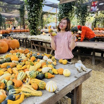 Live Oak Canyon Pumpkin Patch and Christmas Tree Farm - Christmas Trees Near Me - Redlands, California Live Oak Canyon Pumpkin Patch and Christmas Tree Farm - Christmas Trees Near Me - Redlands, California