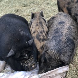 Sweet pigs Sweet pigs