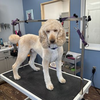 Head To Tail Dog Grooming - After - Pet Groomers Near Me - Deep River, Connecticut Head To Tail Dog Grooming - After - Pet Groomers Near Me - Deep River, Connecticut