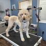 Photo of Head To Tail Dog Grooming