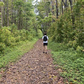 Wai Koa Loop Trail - Enchanted forest portion - Hiking Near Me - Kilauea, Hawaii